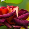 春薔薇の旧古河庭園～ⅶ