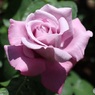 美しい薔薇の花