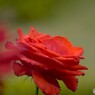 春薔薇の旧古河庭園～ⅷ