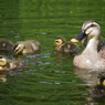 Mother’s Day