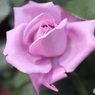紫の薔薇