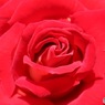 真っ赤な薔薇