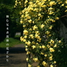 写真句：木香薔薇１