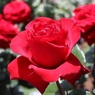 赤い薔薇たち