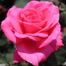 春の薔薇