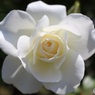 白い薔薇