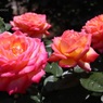 複色の薔薇