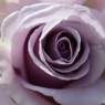 紫色の薔薇