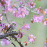 山桜とコサメビタキ