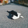 猫のいる路地