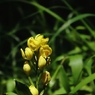 多摩の野生花　２