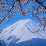 桜の中の日本一