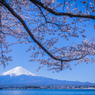 桜と富士