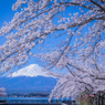 桜満開！春のコラボレーション