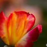 春薔薇の旧古河庭園～ⅸ