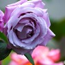 春薔薇の旧古河庭園～ⅺ