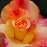 春薔薇の旧古河庭園～ⅻ