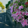 写真句：角のつつじ