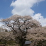 慈光寺の桜