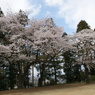 蒲生神社の桜