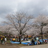 八幡山の桜１