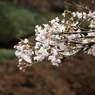 八幡山の桜２