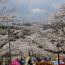 八幡山の桜３