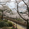 八幡山の桜５