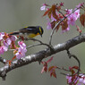 桜にご飯？