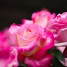 春薔薇の旧古河庭園～xiii