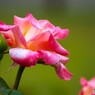 春薔薇の旧古河庭園～xiv