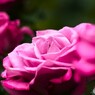 春薔薇の旧古河庭園～xvii