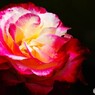 春薔薇の旧古河庭園～xviii