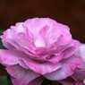春薔薇の旧古河庭園～xix