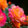 春薔薇の旧古河庭園～xx