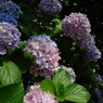 紫陽花