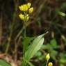 多摩の野生花　４