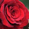 春薔薇の旧古河庭園～xxi