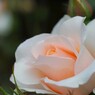 春薔薇の旧古河庭園～終わり