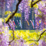 白井大町藤公園 8