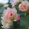 薔薇