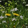 野に咲く花の様に♪