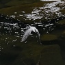 斜の掛かる水面