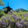 藤棚と三重塔