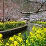 山科疏水