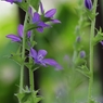 道端の花　１