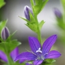 道端の花　２