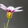 道端の花　３