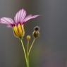 道端の花　４