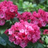 西洋石楠花